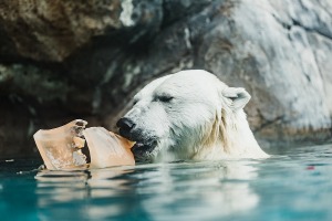 Polarbear in the water at Seneca Park Zoo